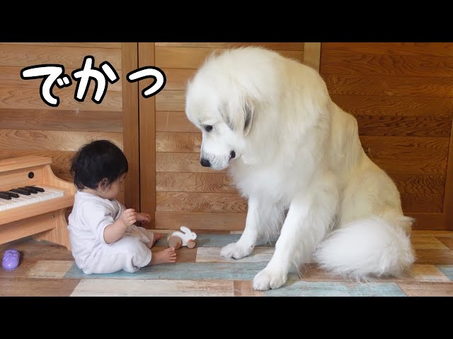 大型犬のエロ動画 135件 - 動画エロタレスト