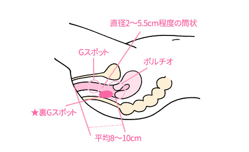 ペニスのサイズはどれくらい？TENGA社内で測ってみた - TENGAヘルスケア プロダクトサイト