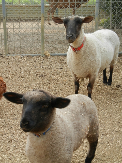 飼育員になるにはナビ | 沖縄こどもの国で動物飼育係（アルバイト）を募集