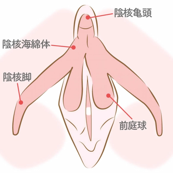 ポルチオとは？位置や開発方法、ポルチオセックスのやり方- 夜の保健室