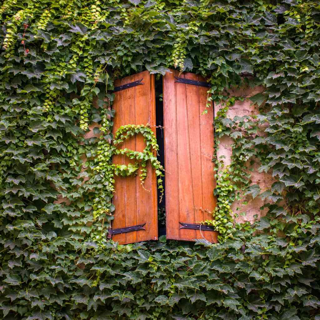 English Ivy –