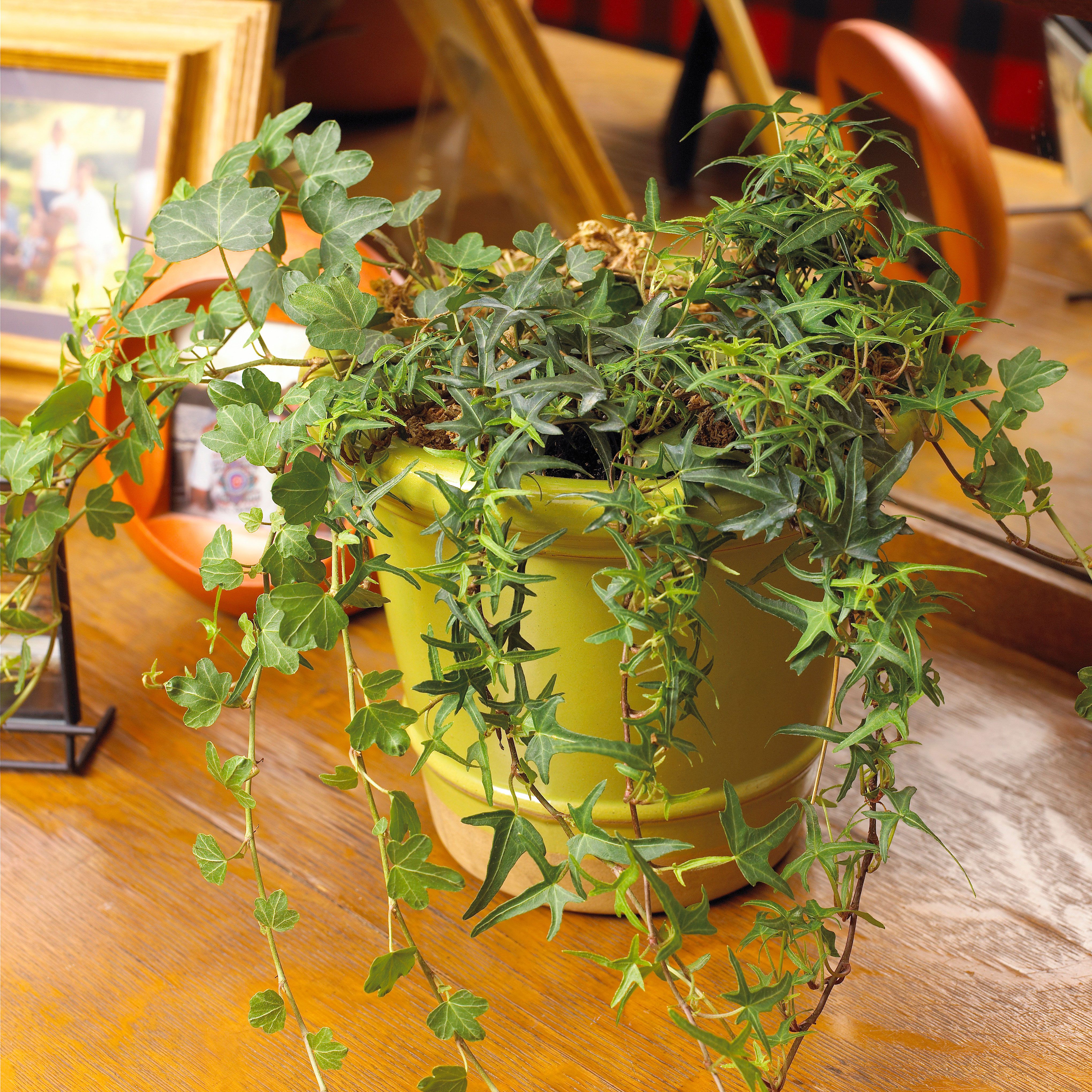 English Ivy Plants for