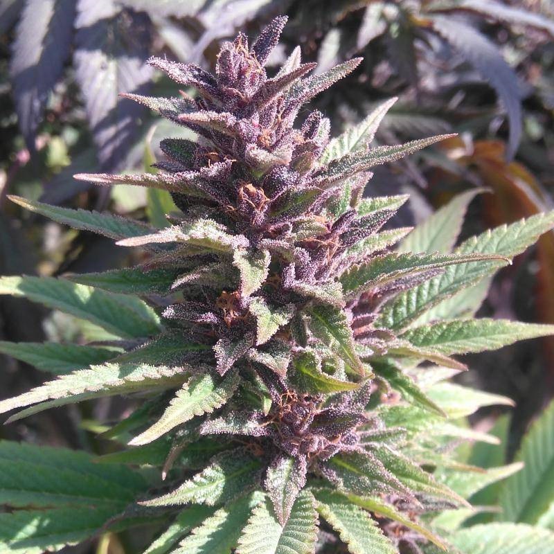 Purple Kush Feminized Seeds -