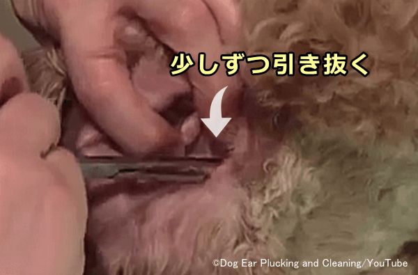 獣医師監修】犬の耳垢が黒い。この症状から考えられる原因や病気は？｜hotto（ホット）