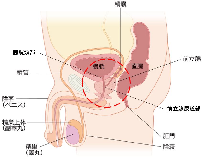 女性の「潮吹き」と「女性の射精」の明確の違いについて - 美容外科｜船橋中央クリニック&青山セレスクリニック