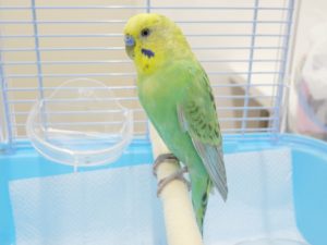 セキセイインコ”と暮らそう！飼育歴8年目の私が魅力と飼い方を紹介｜暮らし方から物件探し