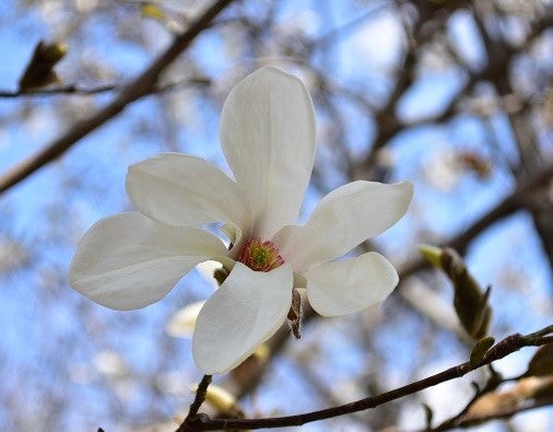 春の花】花を知って山歩きを愉快に♪低山から高山植物まで、季節ごとの山の花をまとめた花図鑑