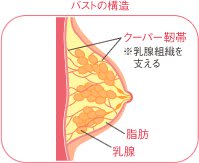 体の動きや形をサポートする靭帯 | 健康食品のインシップ