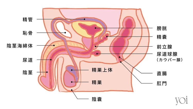 ちんこの形は6種類！女性を1番感じさせられる形とは –メンズクリニック研究会-包茎