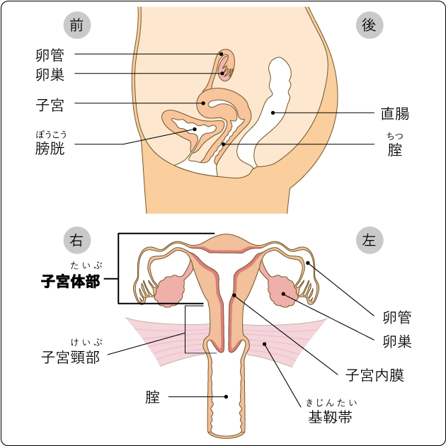 女性特有のがん、早期治療が要～ガイドラインで正しい情報を～｜医療ニュース トピックス｜時事メディカル｜時事通信の医療ニュースサイト