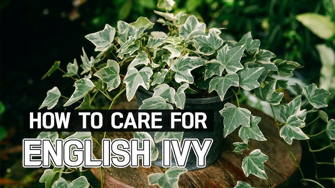 Ivy | solvepest