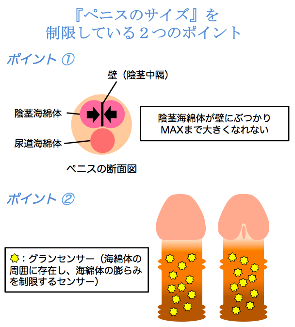 AV男爵しみけん on X: