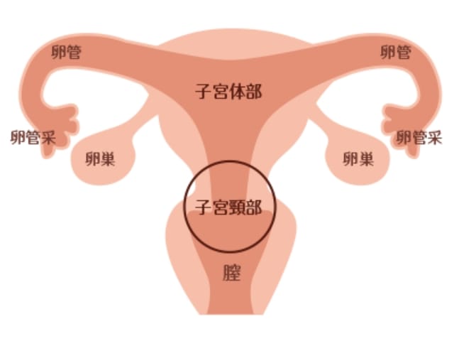 卵管閉塞ついて | 尼崎市の不妊治療なら妊娠率68.1％の技術を用いるミネモト鍼灸治療院