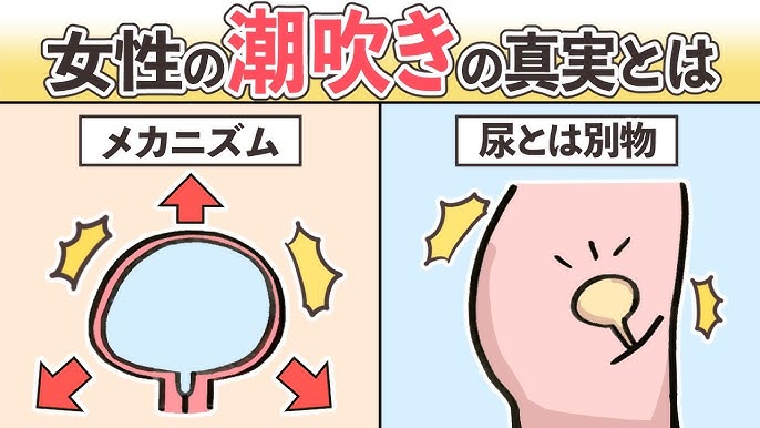 岡山大学】Female squirting（女性の潮吹き現象）の謎の解明へ |