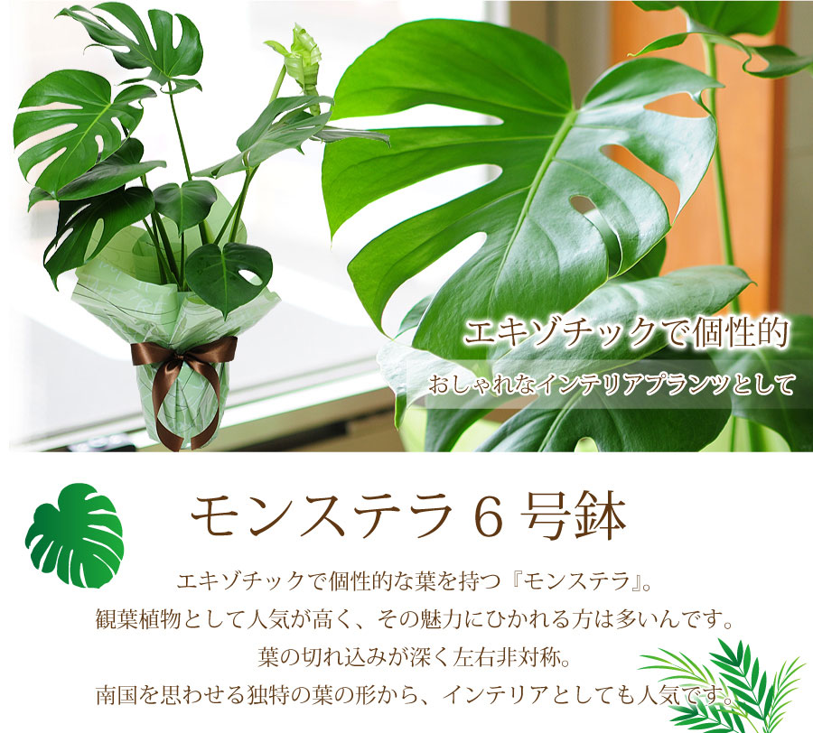 PLANCHU 観葉植物 モンステラ