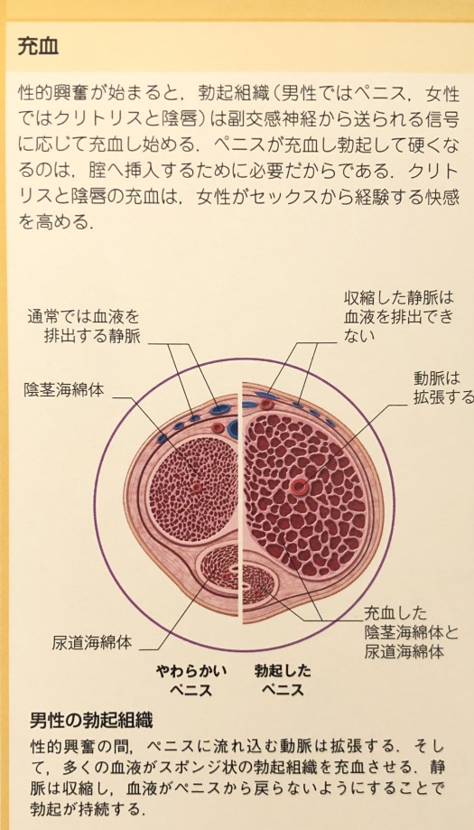 ちゃんと知りたい男性のカラダ | 避妊のススメ