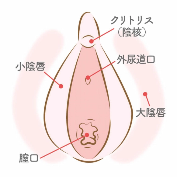 クンニ初心者向け】風俗嬢が本当に悦ぶ気持ちいいクンニのやり方│【風俗求人】デリヘルの高収入求人や風俗コラムなど総合情報サイト |  デリ活～マッチングデリヘル～