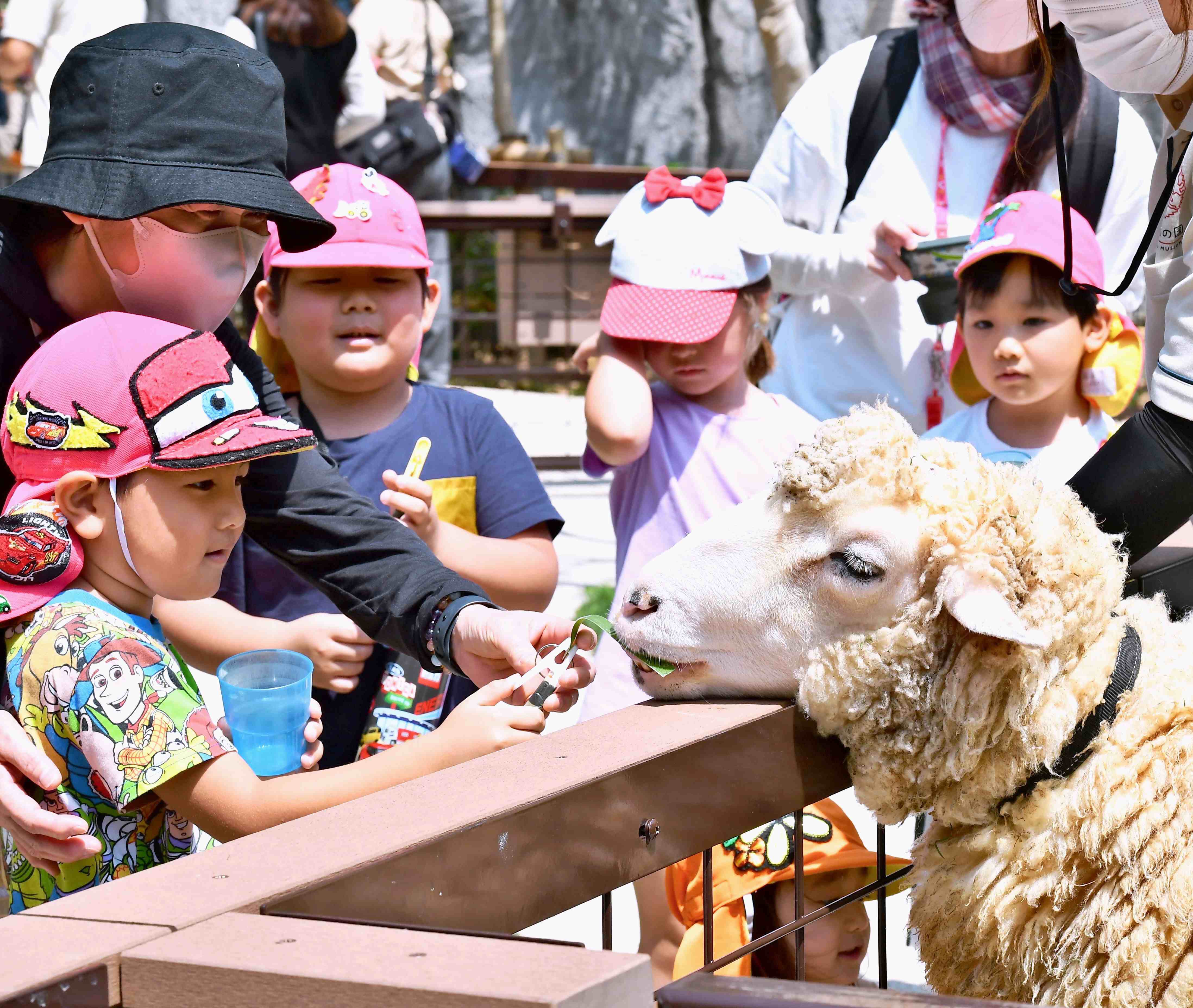 Okinawa sheep - Stock