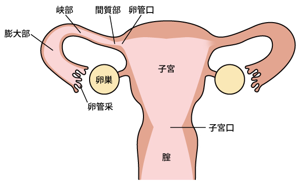 卵巣・卵管・腹膜がん | 千葉西総合病院