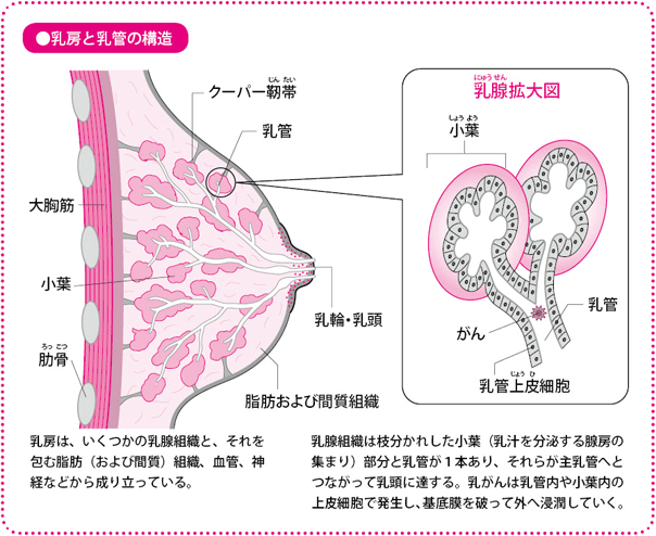 バストの構造 = クーパー靭帯 (適正なブラ着用を!) -