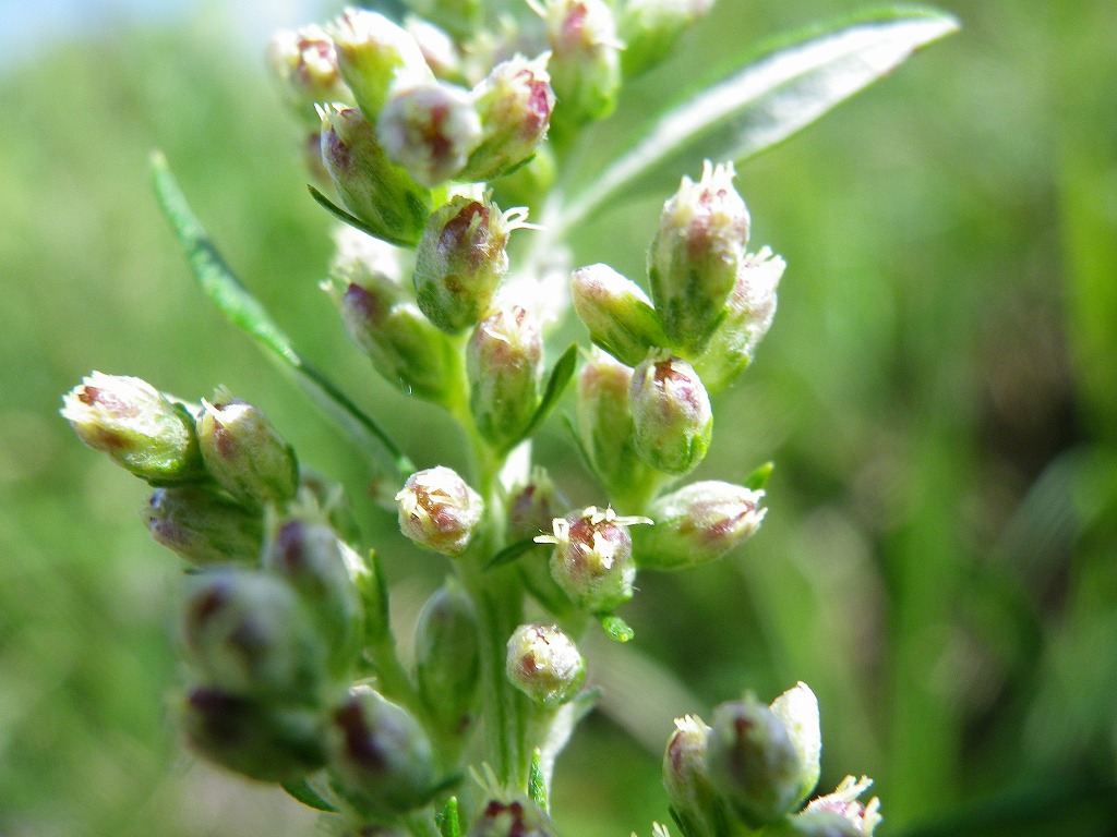 仙人掌」や「麝香連理草」は何という植物？成り立ちや語源を表す、植物の難読漢字36選｜ウォーカープラス