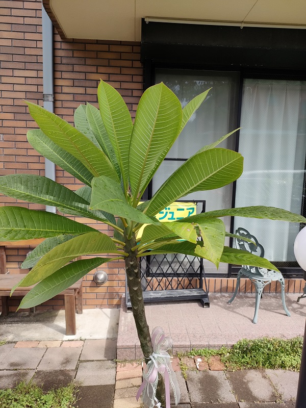 中川政七商店 - ここち すたいる インテリア＆和み雑貨のお店