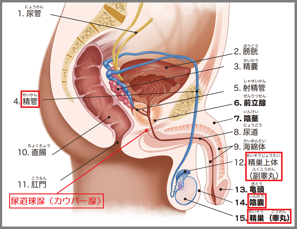 岩澤クリニック公式サイトの疾患情報