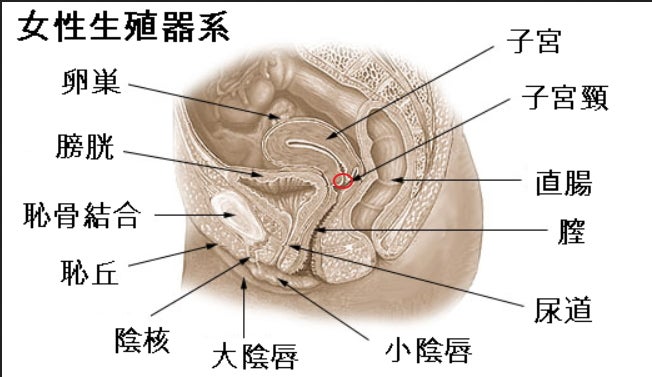 ポルチオってどこにあるの？場所や開発するメリットについて解説