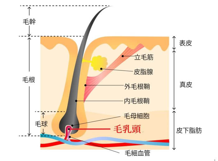 ヒゲ抜きによる肌荒れがどこよりもわかる！7つの肌トラブルと5つの改善方法！ | まるわかりメンズ脱毛