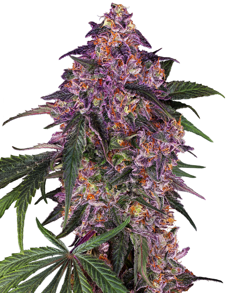 Royal Purple Kush