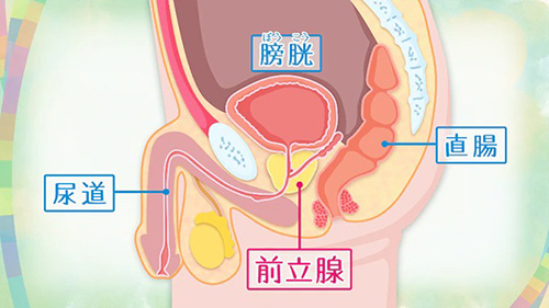 初心者必見】エネマグラとは？正しい使い方とコツ・注意点も合わせて解説｜風じゃマガジン