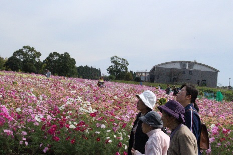 見頃のぼたん　東松山ぼたん園　Peonies in full