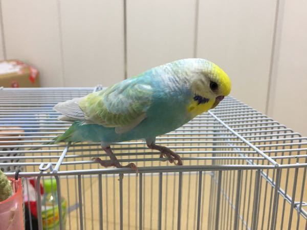 鳥の発情抑制について