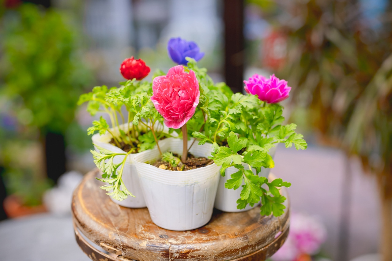 春の芽吹きを告げる”風の花” アネモネを育ててみよう | 植物とあなたをつなぐPlantia