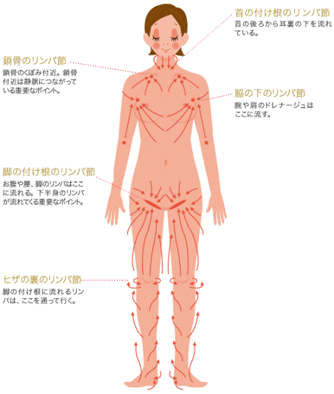 腸リンパを流せば驚くほどお腹からやせる 深部リンパ節開放 腸活マッサージ｜西東社｜『人生を楽しみ・今を楽しむ』実用書を作り続けていく