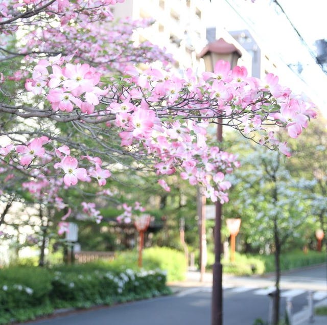 今年、PINK動く🔥🔥🔥, ., 今後も、熱い告知を見逃さないようにお願いします😎,