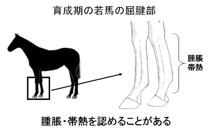 馬との関係性が写ってる - 柏エリアの乗馬クラブ 馬に優しい乗馬クラブ