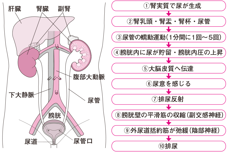 男性の方 | 板橋区徳丸の泌尿器科・内科医｜板橋徳丸泌尿器科