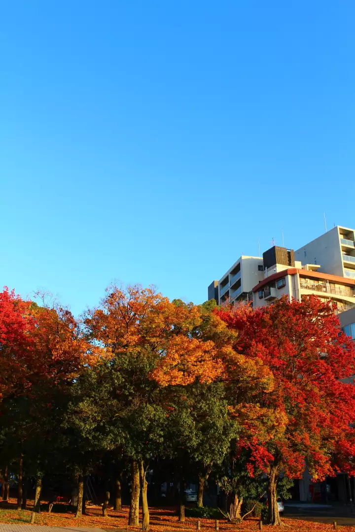 コウバイ・カエデなど(禿翁寺)(被爆樹木) | スポット