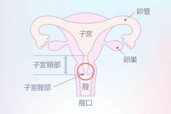 膣の特徴別！ポルチオ開発に適した体位診断 - 夜の保健室