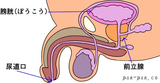 女性の潮吹きのやり方！コツと練習方法 - 夜の保健室