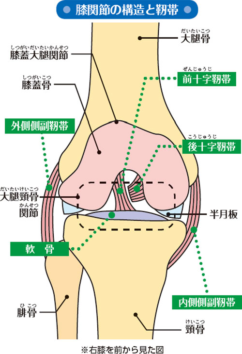 光バストアップ豊胸