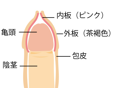 【ち○こランキング】女性が興奮するペニスの形は●●●！？