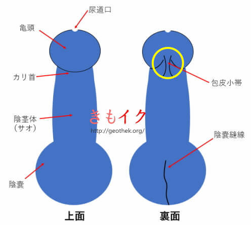 神谷麻美、「見えそう」のギリギリを攻める迫力Hカップ｜NEWSポストセブン