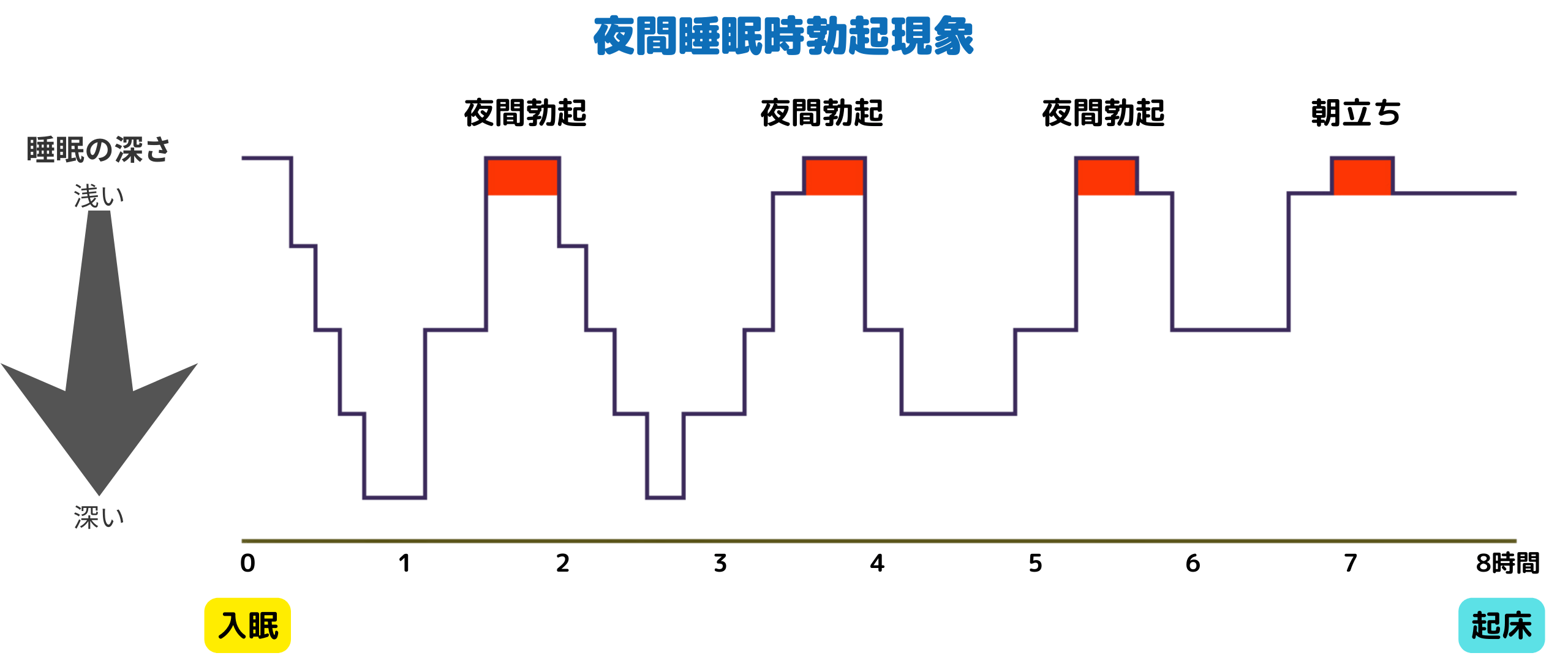 朝立ちメカニズムと最高すぎるメリット５選【科学】