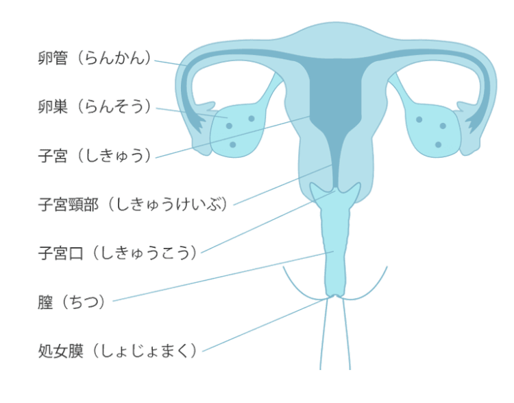 シリコンボール・ペニスリング ： 男性器（包茎、長茎など）：美容外科 高須クリニック