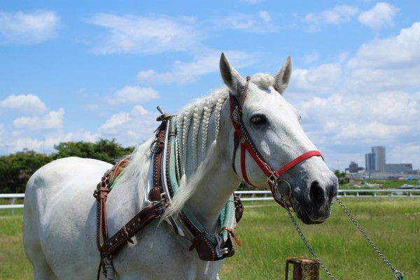 Amazon | ウィズミール おまかせベースドッグフード きほんの馬肉ごはん