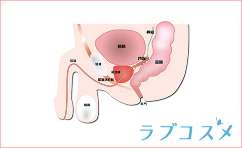 Amazon | エネマグラ バンブー