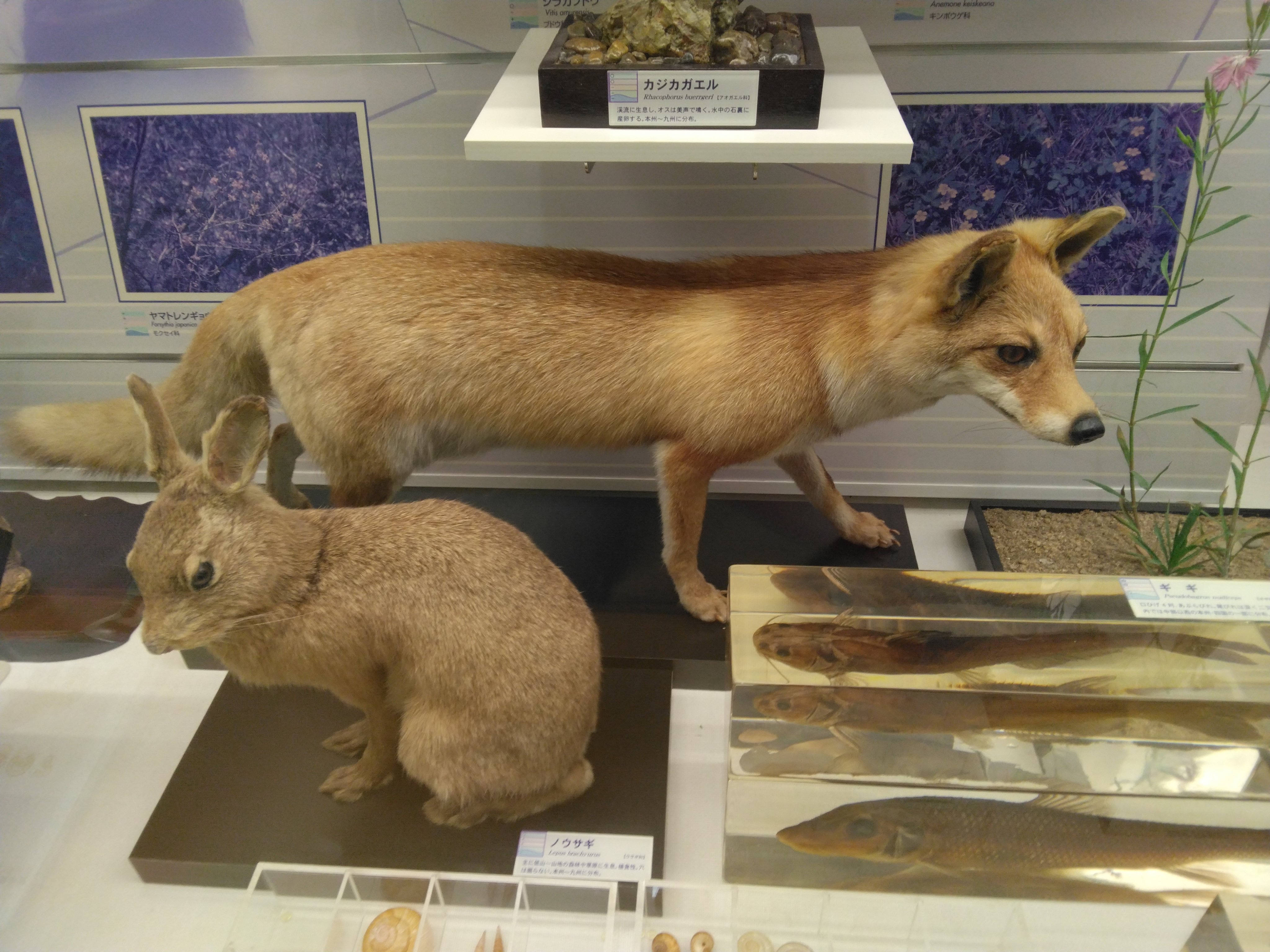 100匹以上のキツネが見られる国内唯一のキツネ動物園「宮城蔵王キツネ村」とは | Mediall（メディアール）