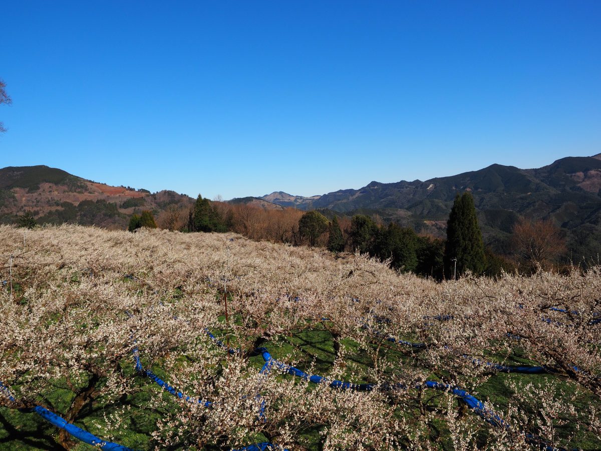 なつかしの国 石見（いわみ） │ 島根県西部の観光情報［公式］